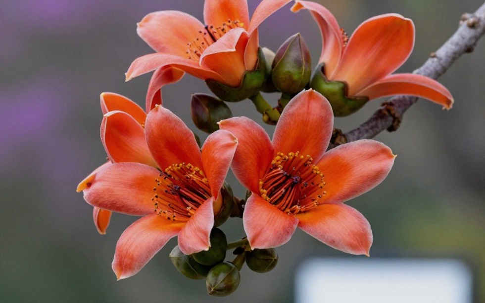 নাইরোবির ২০২৯ এবং কেনিয়ার ১৪০ নিষেধাজ্ঞা: একটি সময়সীমার অডিট